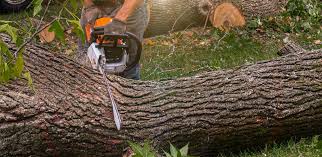 Trusted Bristol, IN Tree Services Experts